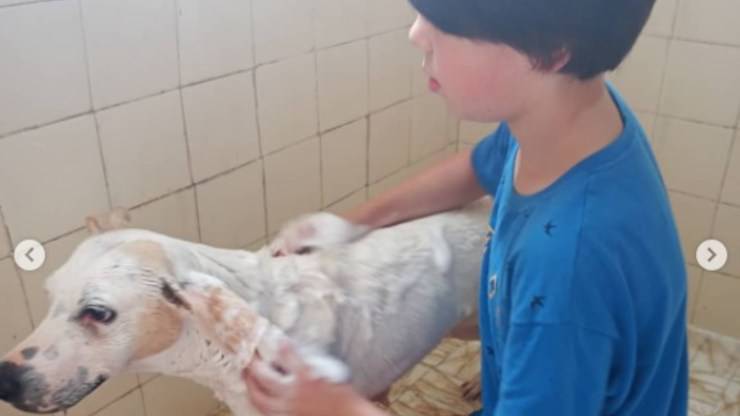 Thiago, bambino di 11 anni insieme al randagio