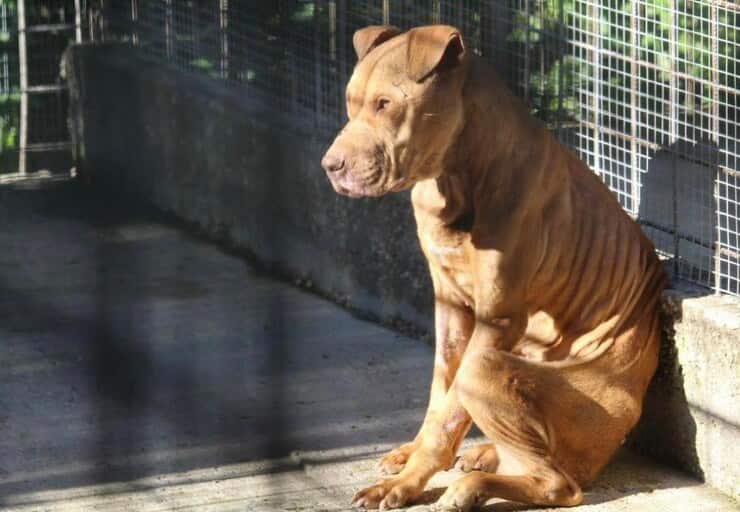 Uno dei cuccioli salvati (Screen Facebook)