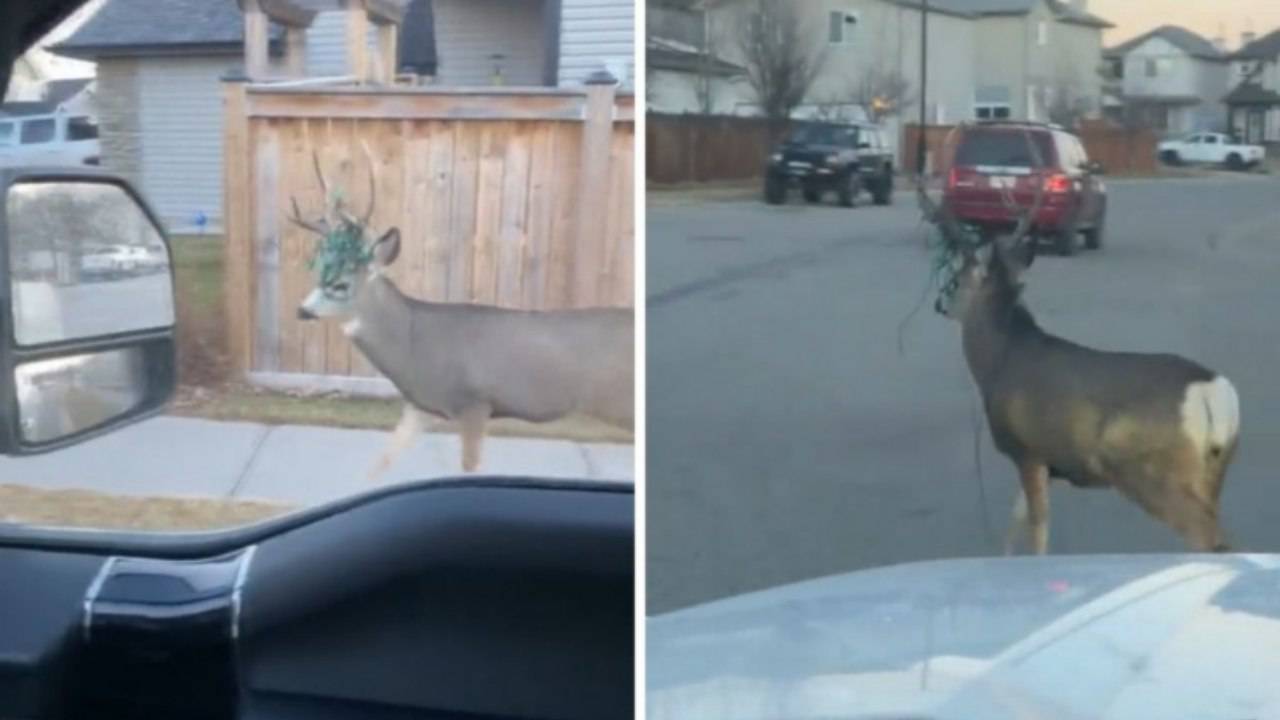 cervo Canada corna impigliate