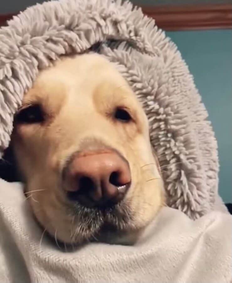 Yogi (Screen video)