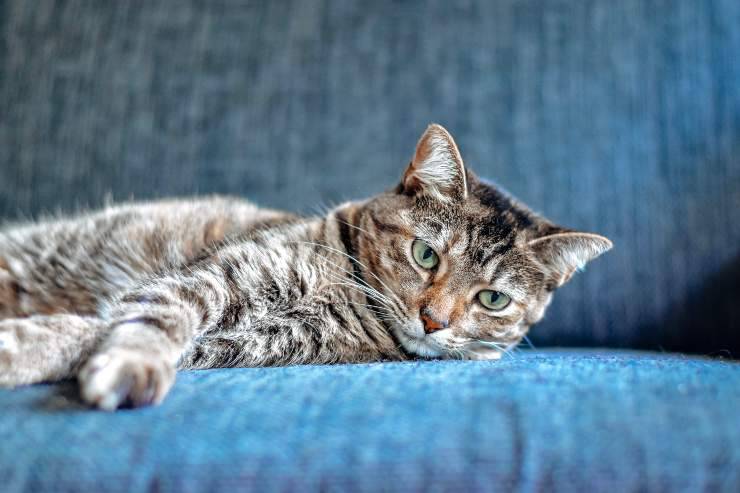 Come capire se il gatto è infastidito Come capire se il gatto è infastidito
