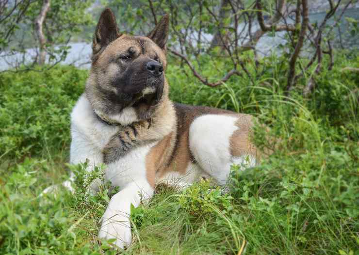 Cagnolino riposa nel verde