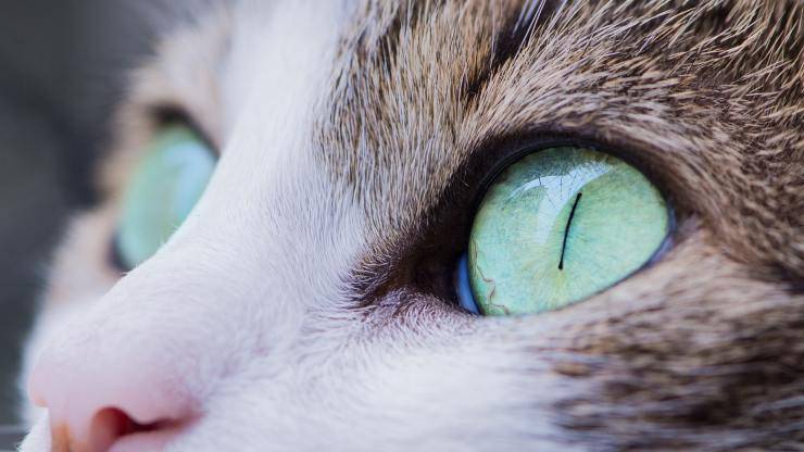Quando si usa il collirio per gatti Collirio per gatti