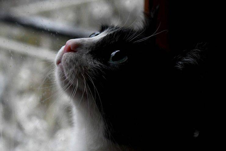 gatto guarda la pioggia