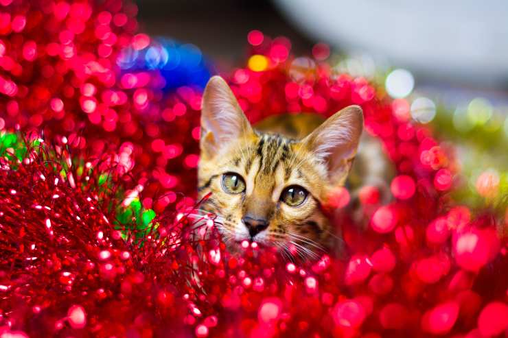Razze di gatti che amano le feste Razze di gatti che amano le feste