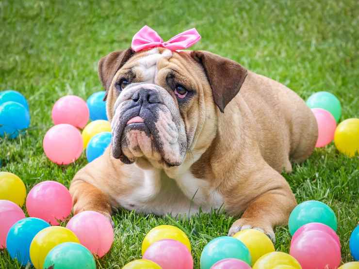 Fido festeggia