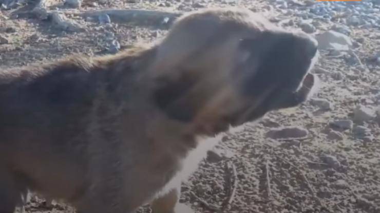 cagnolina disperata (Foto video)