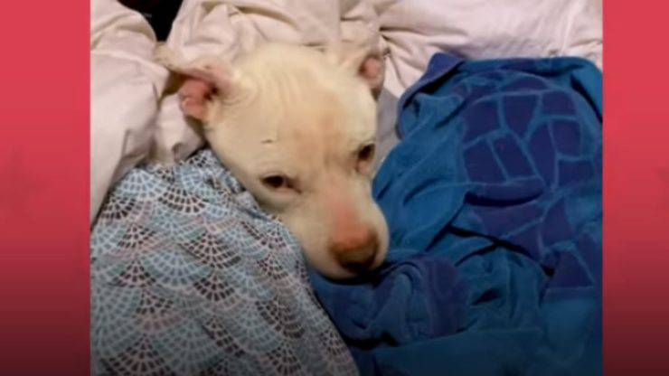 La cucciola sfrattata da casa (Foto video)