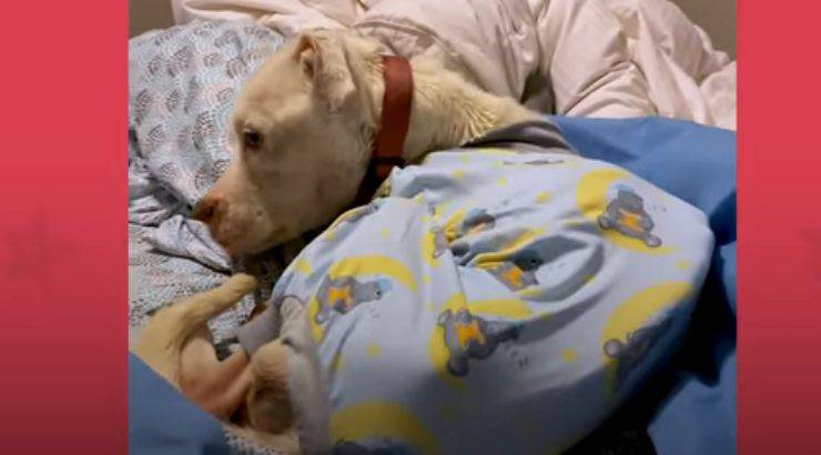cagnolina in cerca di affetto (Foto video)
