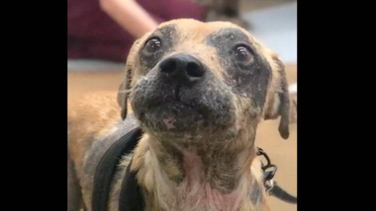 Il cane denutrito e ferito (Foto Twitter)