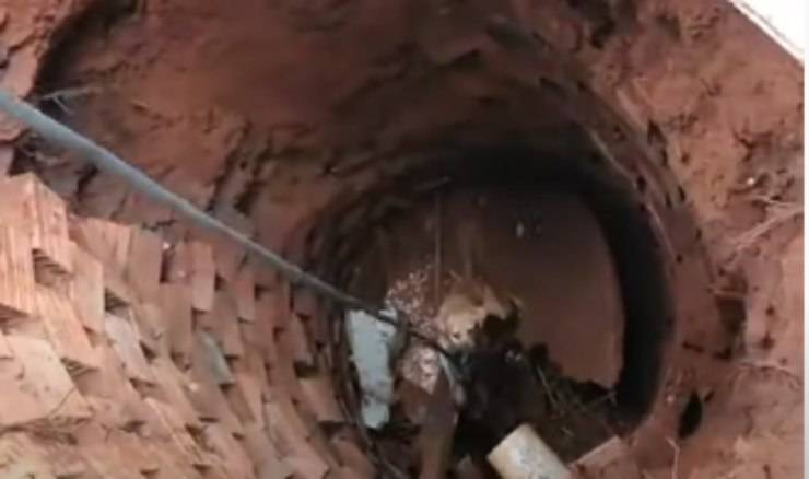 Il salvataggio del cane (Foto video)
