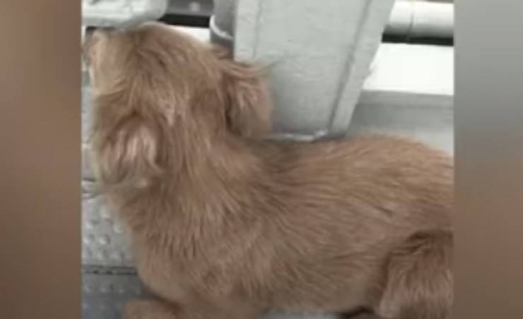 Cane attento (Foto video)