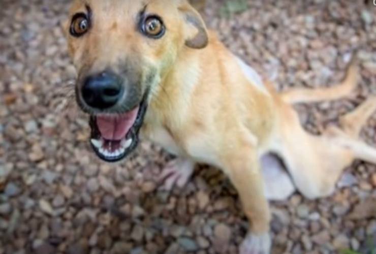 Cane che striscia a terra (Foto video)