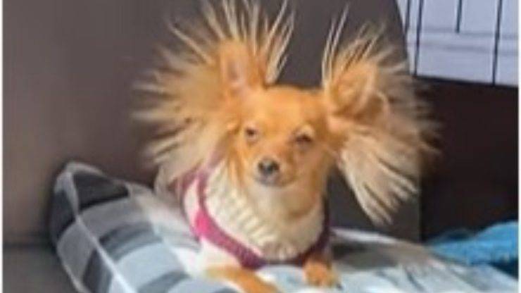 cane con acconciatura punk
