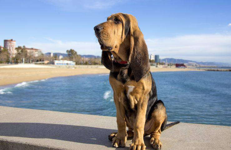 Alimentazione del Cane di Sant’Uberto: dosi, frequenza pasti e alimenti