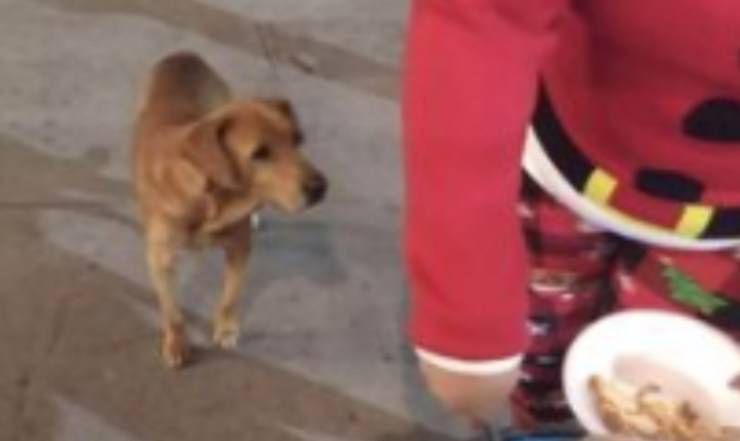 Uno dei cani randagi al banchetto (Foto Facebook)