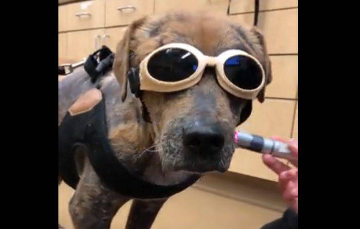 il cane ferito (Foto Twitter)