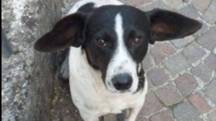 cane portato in canile