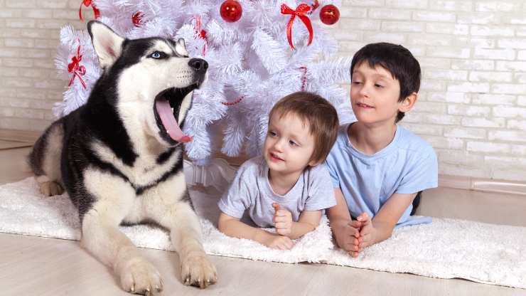 cane ulula ogni volta ascolta canzone di natale