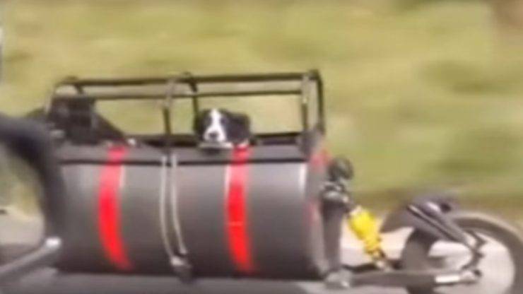 cani felici (Foto video)