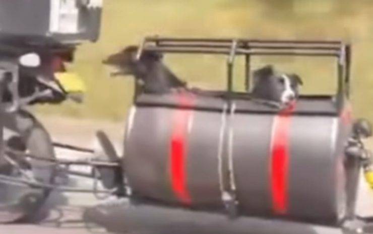 Cani in viaggio (Foto video)