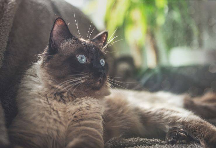 Gatto riposa sereno