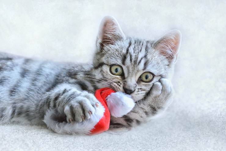Micio e gli accessori natalizi