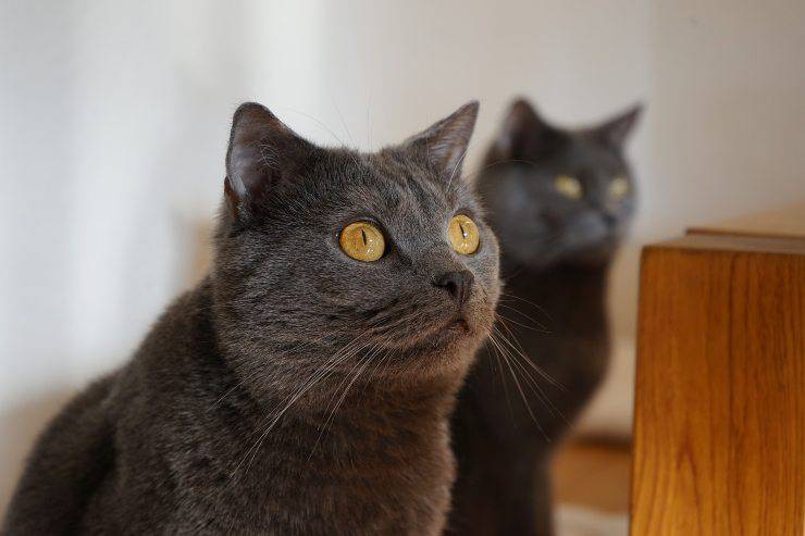 Il felino è curioso