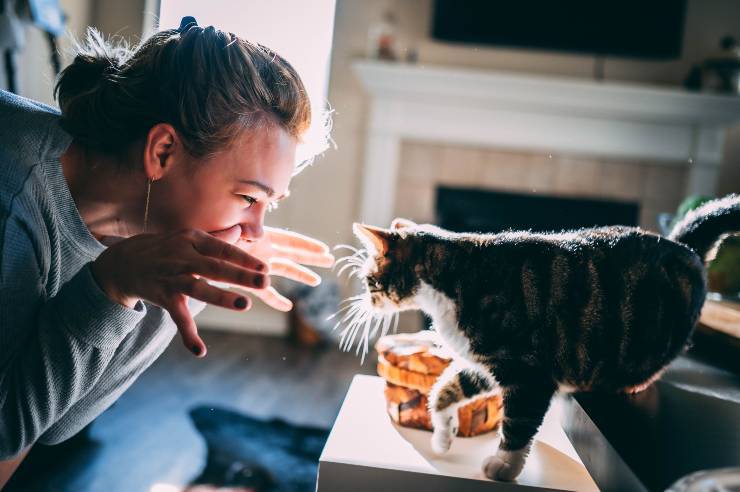 Il gatto morde il naso Il gatto morde il naso
