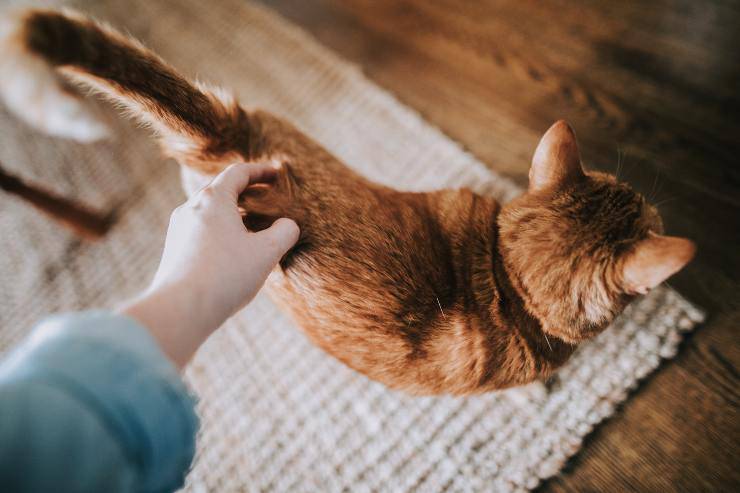 Perché al gatto non piace la scopa Perché al gatto non piace la scopa