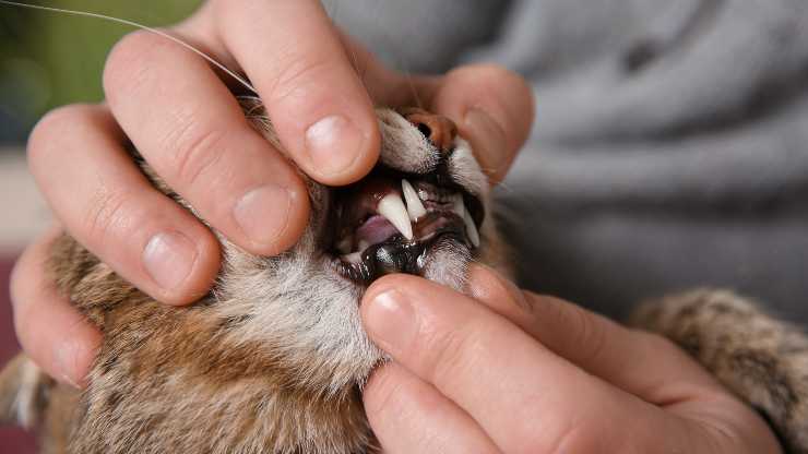 come aprire bocca al gatto