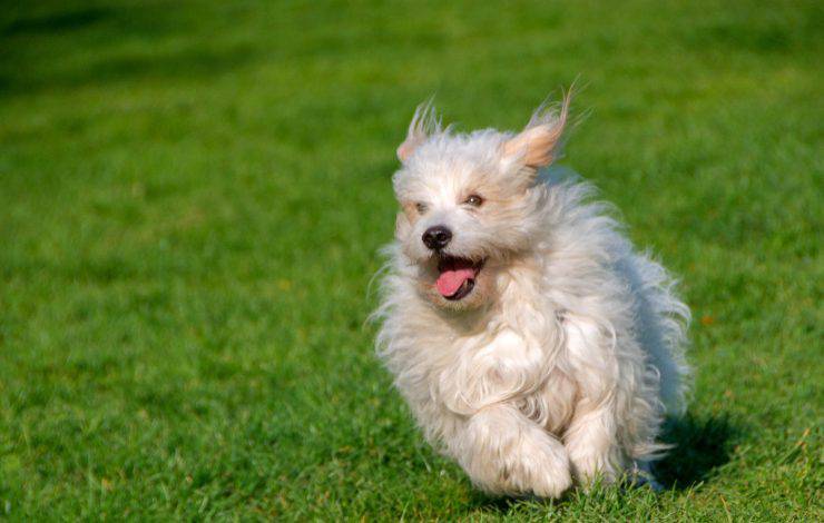 Coton de Tulear