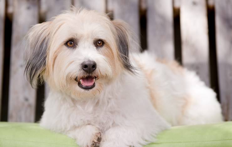 Coton de Tulear 