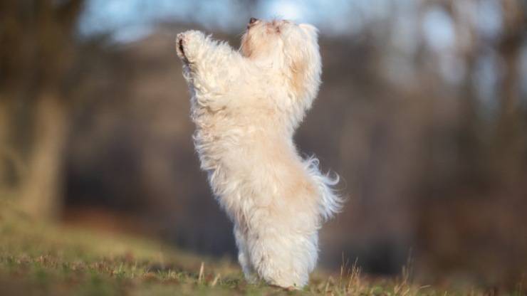 coton de tulear