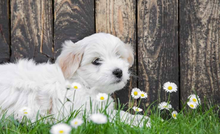 coton de tulear