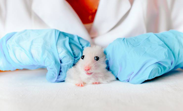 criceto dal veterinario