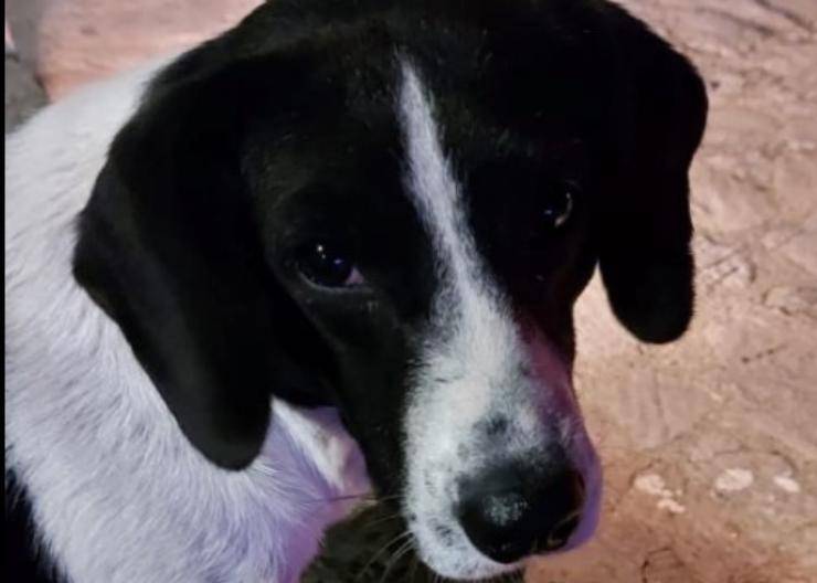 cucciolo di Orsomarso