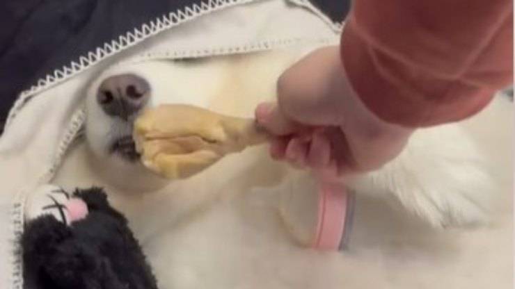 cucciolo odora il pollo