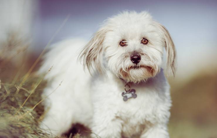 cuton de tulear