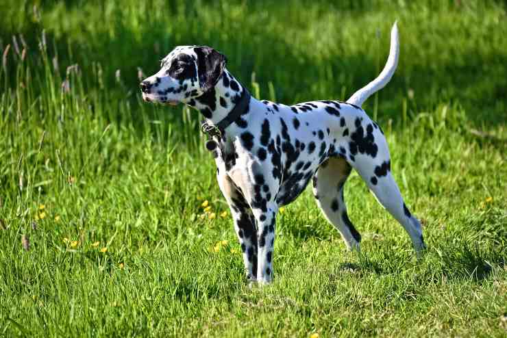 Cane si avventura nel verde