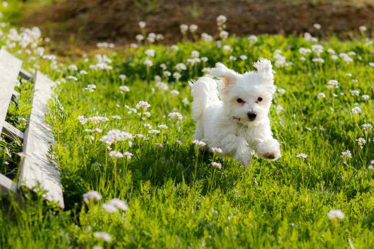 Cagnolino corre sul prato