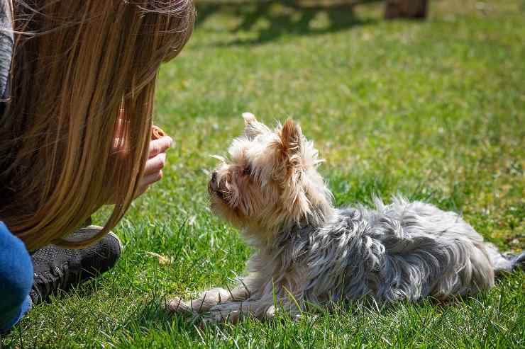 Addestrare il cagnolino a venire da te