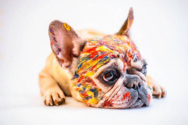 Cagnolino fa festa