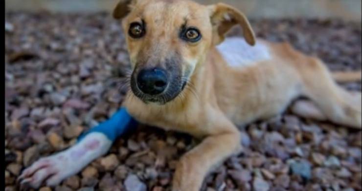 Cane triste (Foto video)