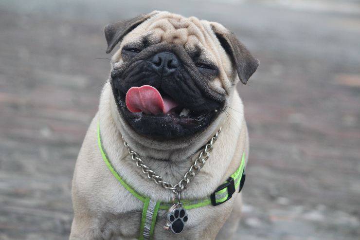 Cane sta ridendo