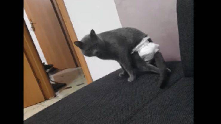 Il gatto destinato all'eutanasia (Foto video) 