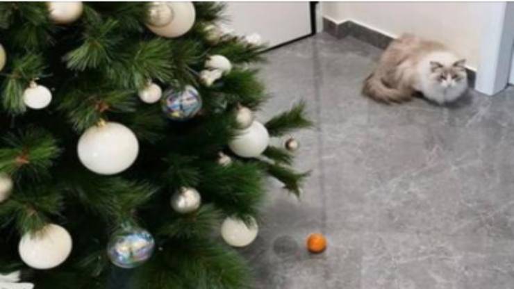 Il gatto rimane distante dall'albero (Foto Facebook)