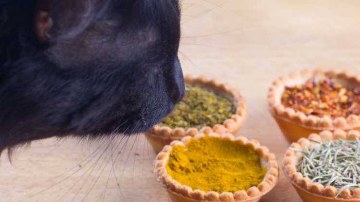 gatto può mangiare la paprika