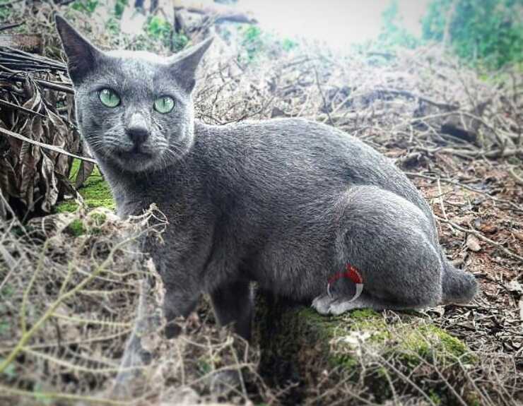 gatto raas