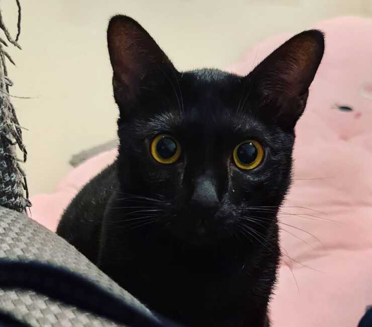 gatto sam sawet